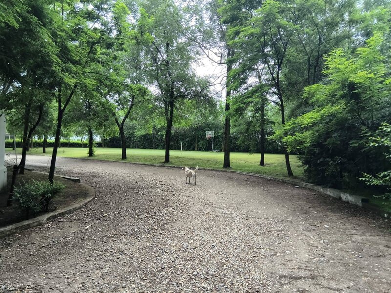 Ilfov, teren premium la Codrii Vlasiei comunitate privata vecini milionari.